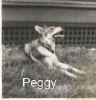 Peggy sitting copy.jpg (6437 bytes)